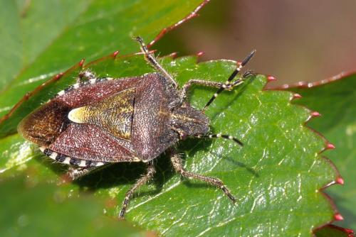 Réf. 279 237 : Dolycoris baccarum